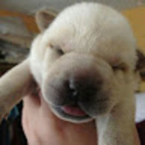 Meet your Posher, Holly